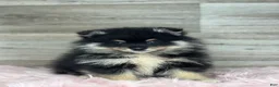 Pomsky dogs for sale: Sawyer - Ad 1