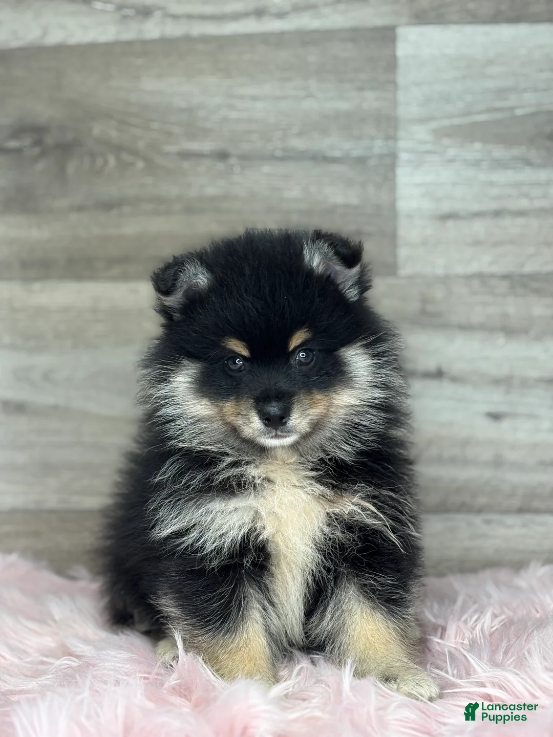 Pomsky dogs for sale: Sawyer - Ad 1