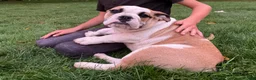 English Bulldog dogs for sale: Vanessa - Ad 4