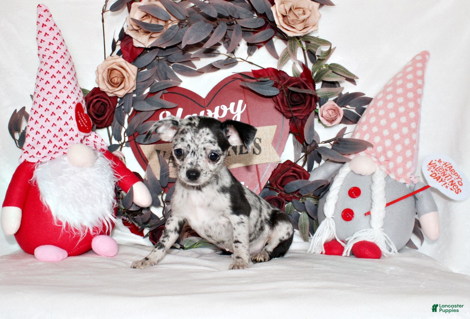 Chihuahua dogs Dawson - Ad 5