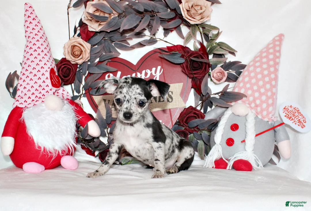 Chihuahua dogs for sale: Dawson - Ad 2