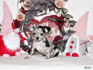 Chihuahua dogs Dawson - Ad 5