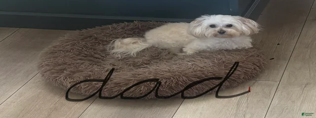Linus