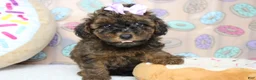 Cavapoo dogs for sale: Ella - Ad 9