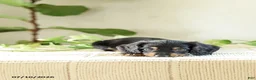 Miniature Dachshund dogs for sale: Auburn - Ad 3