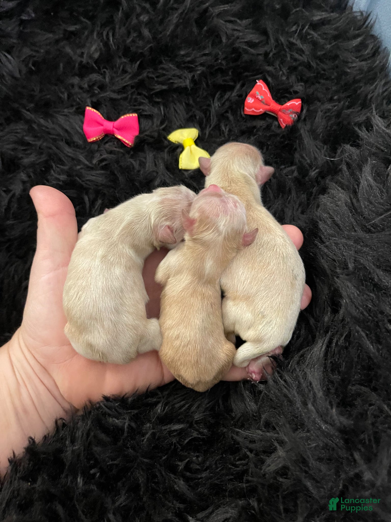Maltipoo dogs Maltipoo Girls 🩷🩷🩷 - Ad 37