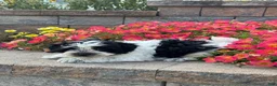 Mixed Breed dogs for sale: Art - Ad 3