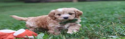 Cavapoo dogs for sale: Jett - Ad 7