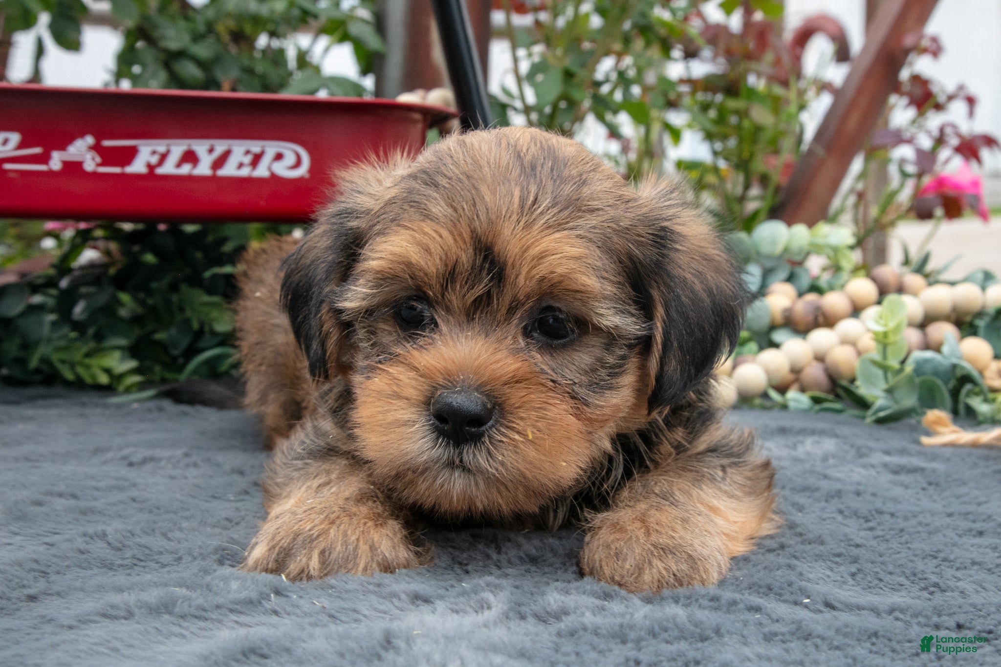 Morkie dogs Chad - Ad 1