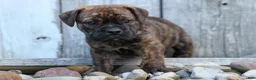 Beabull dogs for sale: Ashton  - Ad 5