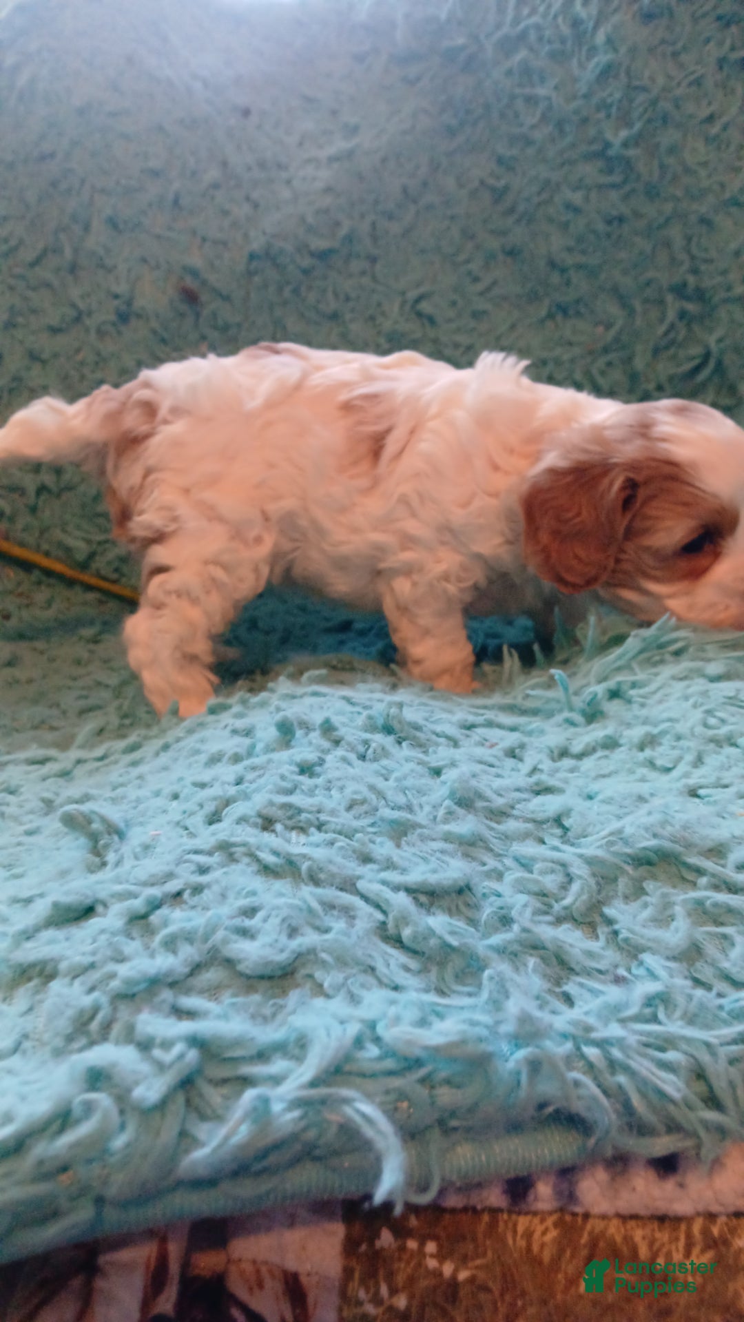 Cavapoo dogs for sale: Daisy - Ad 15