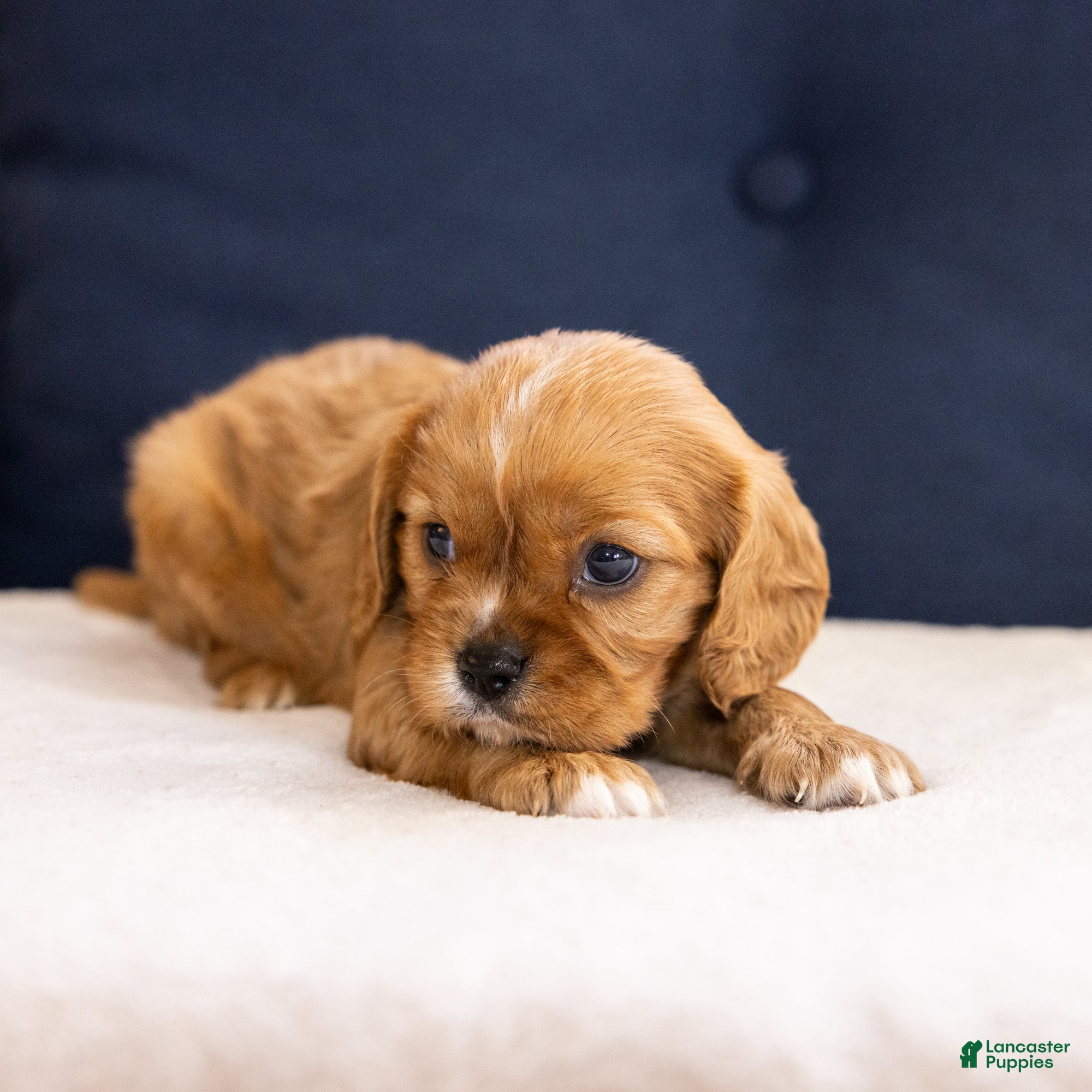 Cavalier King Charles Spaniel dogs Chow - Ad 1