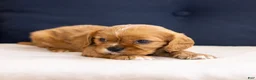 Cavalier King Charles Spaniel dogs for sale: Chow - Ad 1
