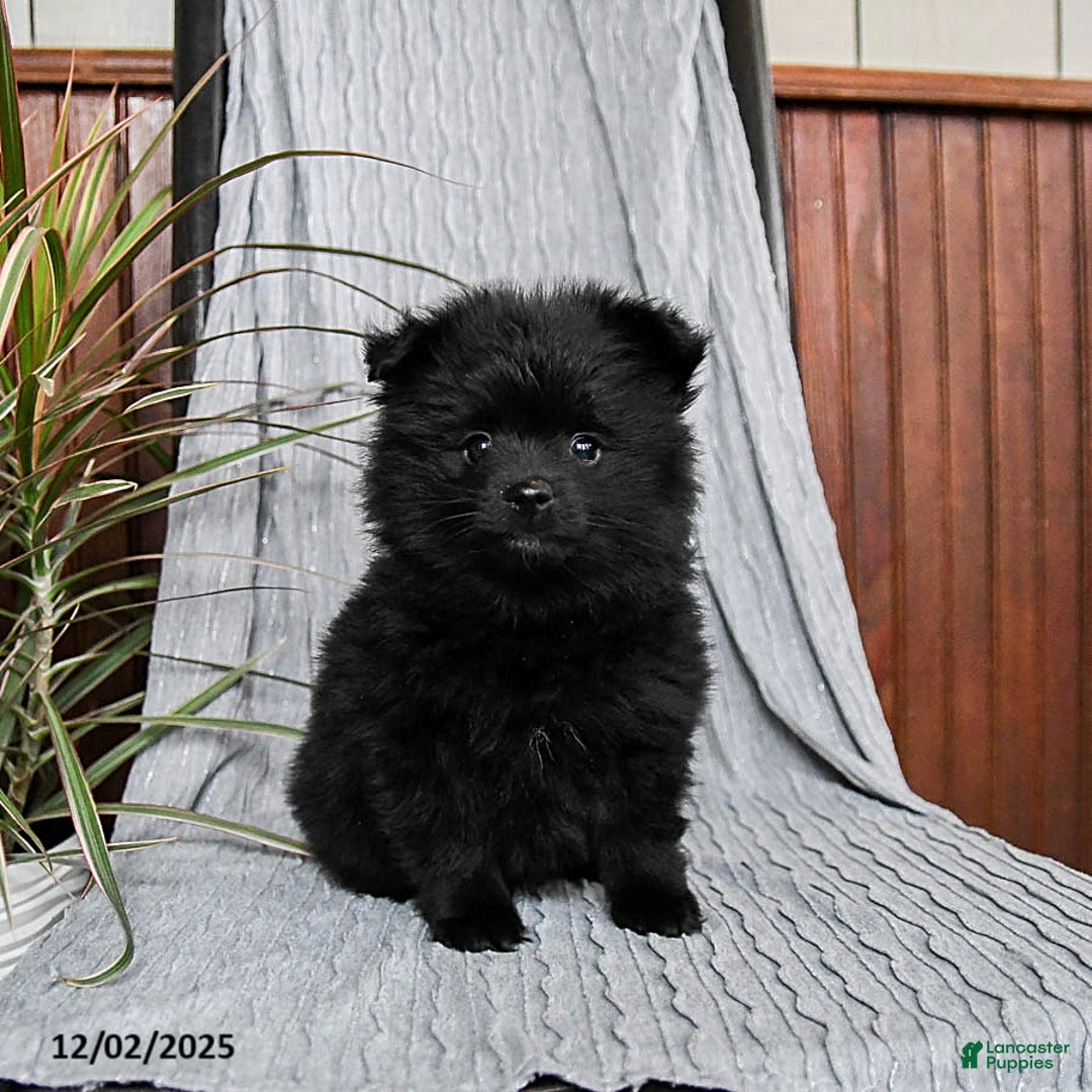 Pomeranian dogs for sale: Monty - Ad 2