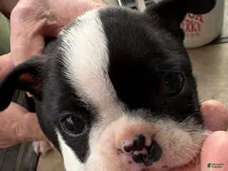 Boston Terrier dogs Boston Terrier Puppy 1 - Ad 42