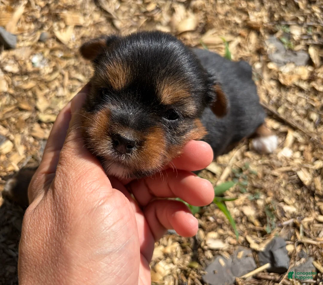 Shorkie dogs for sale: Dayana - Ad 2