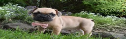 Frug dogs for sale: Monica  - Ad 3