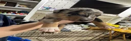 Mixed Breed dogs for sale: Mixed Breed 2 - Ad 3