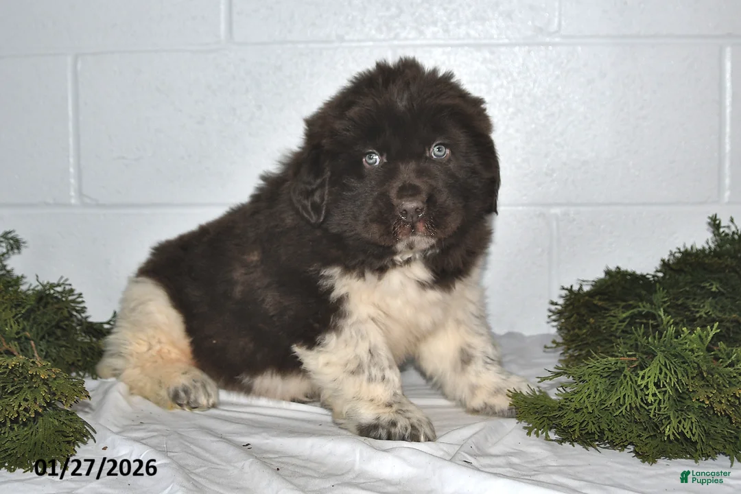 Newfoundland dogs for sale: Nacho - Ad 3