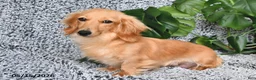 Miniature Dachshund dogs for sale: Cedrick - Ad 4
