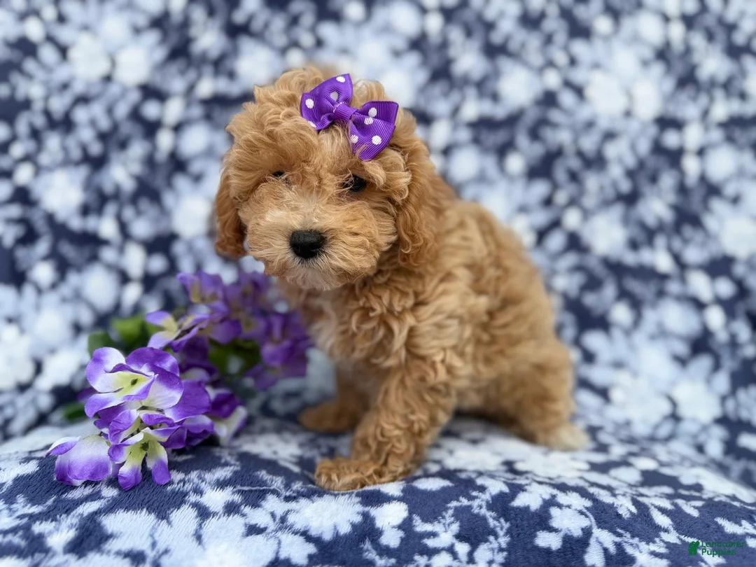 Bichpoo dogs for sale: Remi - Ad 9