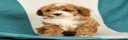 Cavapoo dogs for sale: Maggie - Ad 7