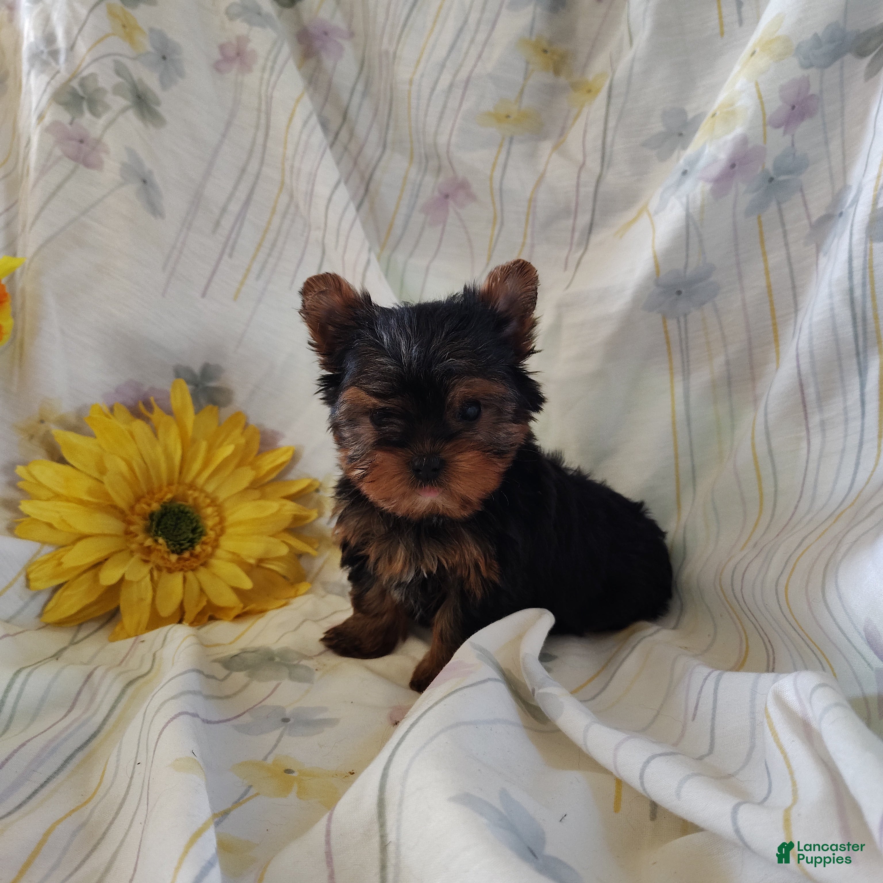 Yorkshire Terrier dogs Sunshine - Ad 1