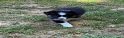 Australian Shepherd dogs for sale: Australian Shepherd Jason - Ad 8