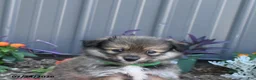 Pomeranian dogs for sale: Hyde - Ad 2