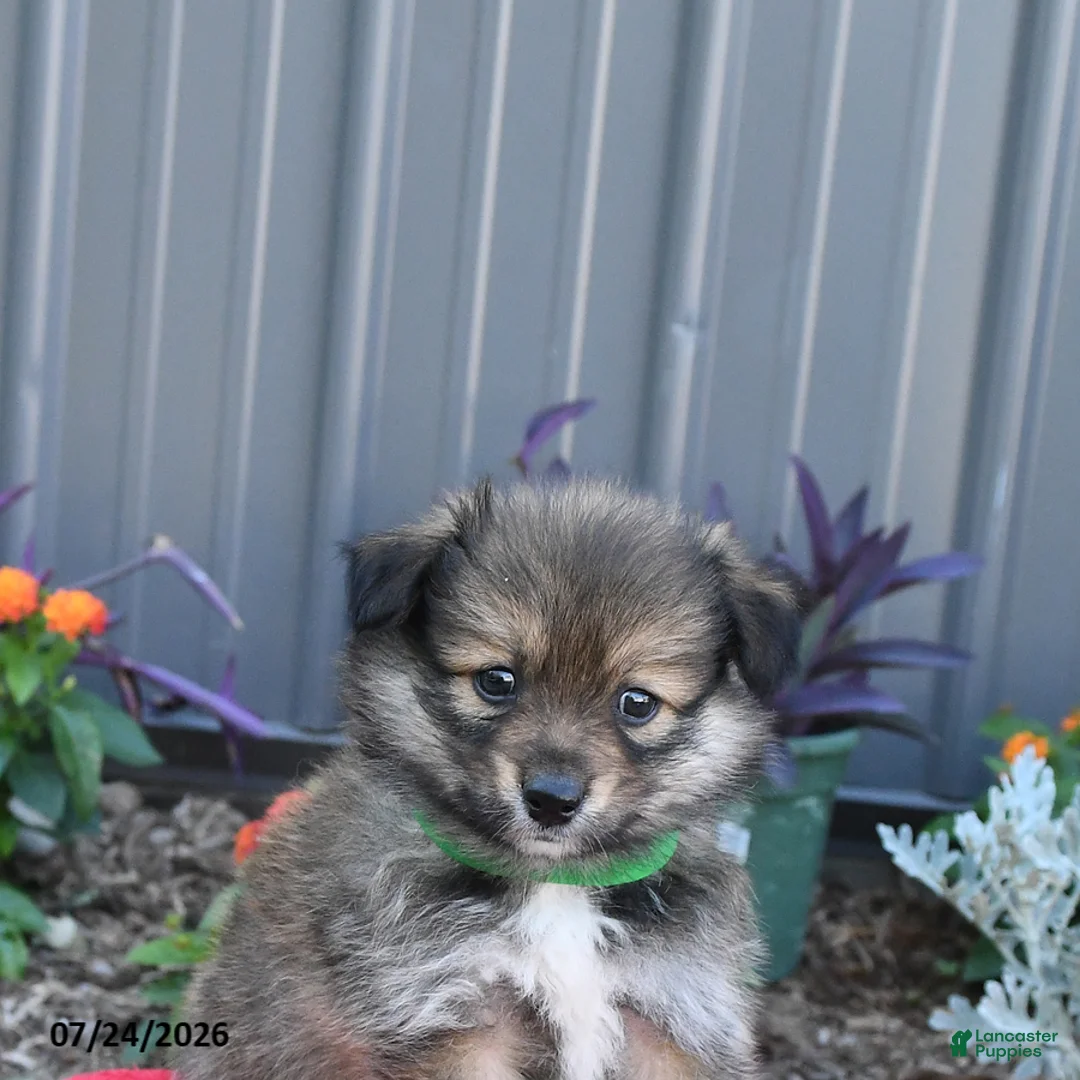 Pomeranian dogs for sale: Hyde - Ad 2