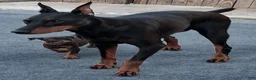Doberman Pinscher dogs for sale: Doberman Pinscher Puppy 4 - Ad 2