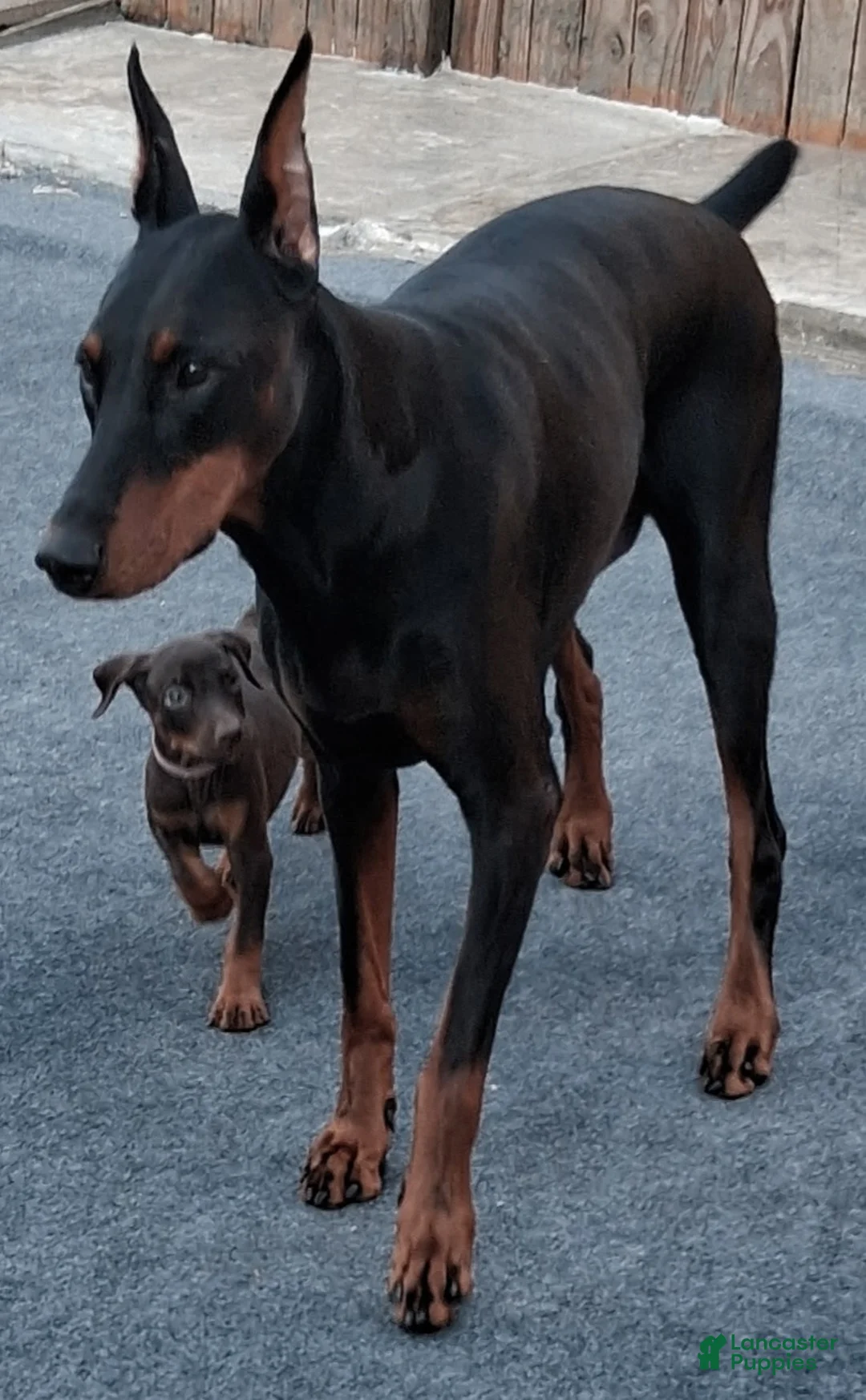 Doberman Pinscher dogs for sale: Doberman Pinscher Puppy 4 - Ad 2