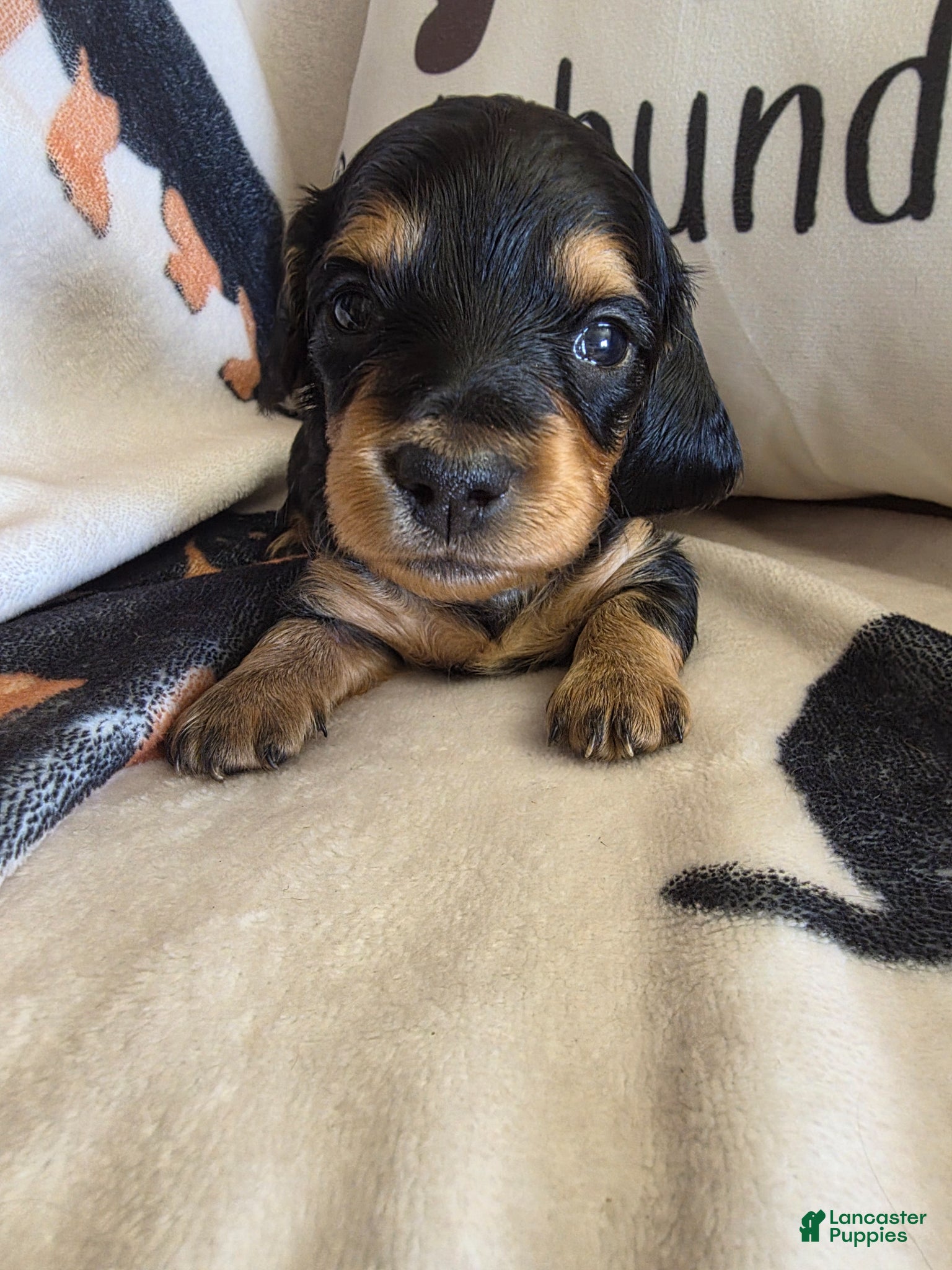 Miniature Dachshund dogs for sale: Lacey  - Ad 1