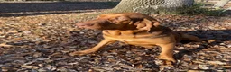 Bloodhound dogs for sale: Green collar male - Ad 3