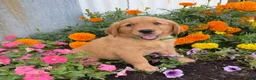 Golden Retriever dogs for sale: Hazel - Ad 4