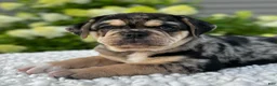 Mixed Breed dogs for sale: Izzy  - Ad 1