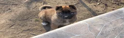 Akita dogs for sale: Akita Puppy 1 - Ad 3