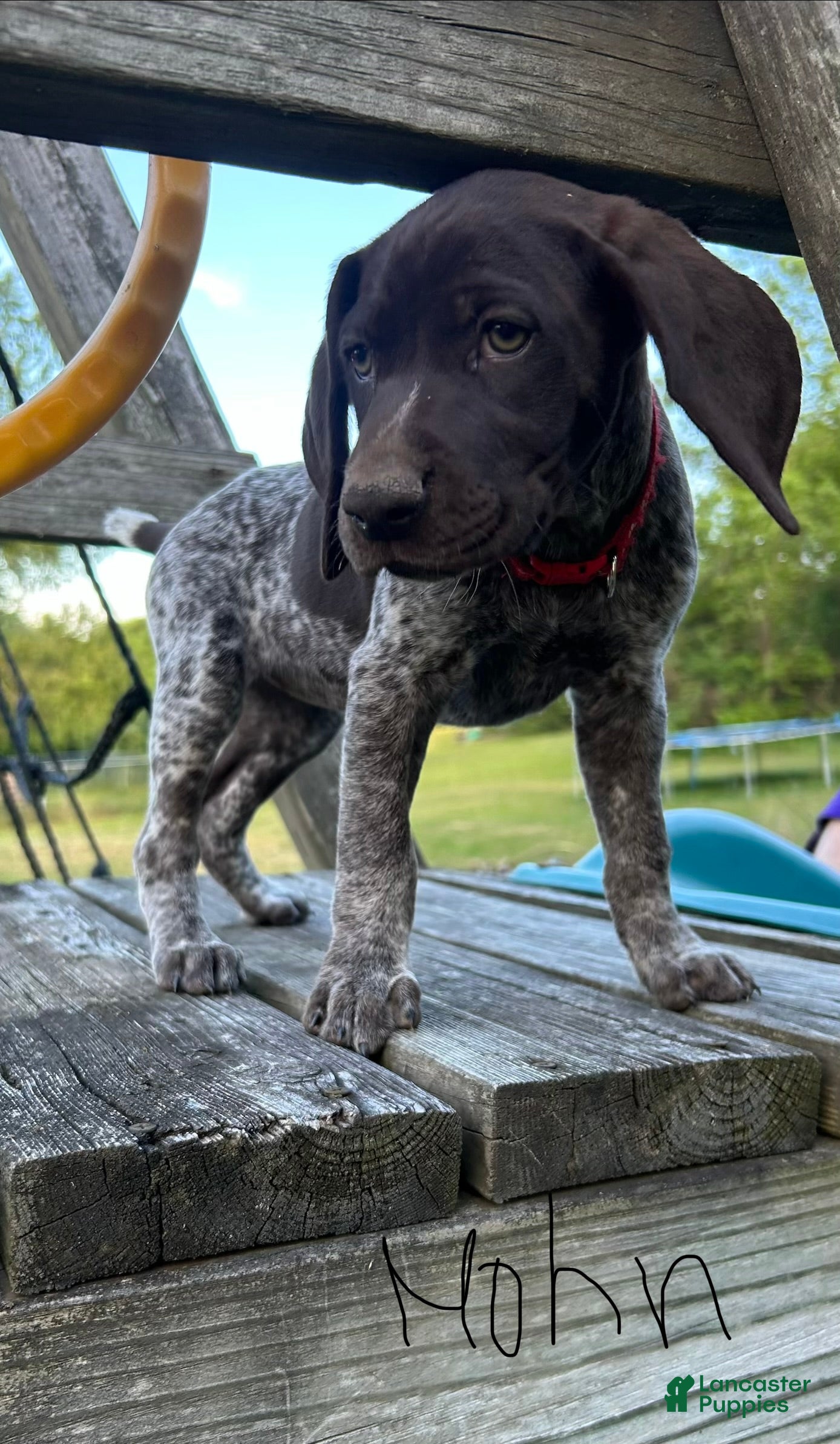 German Shorthaired Pointer dogs Red Girl - Ad 2