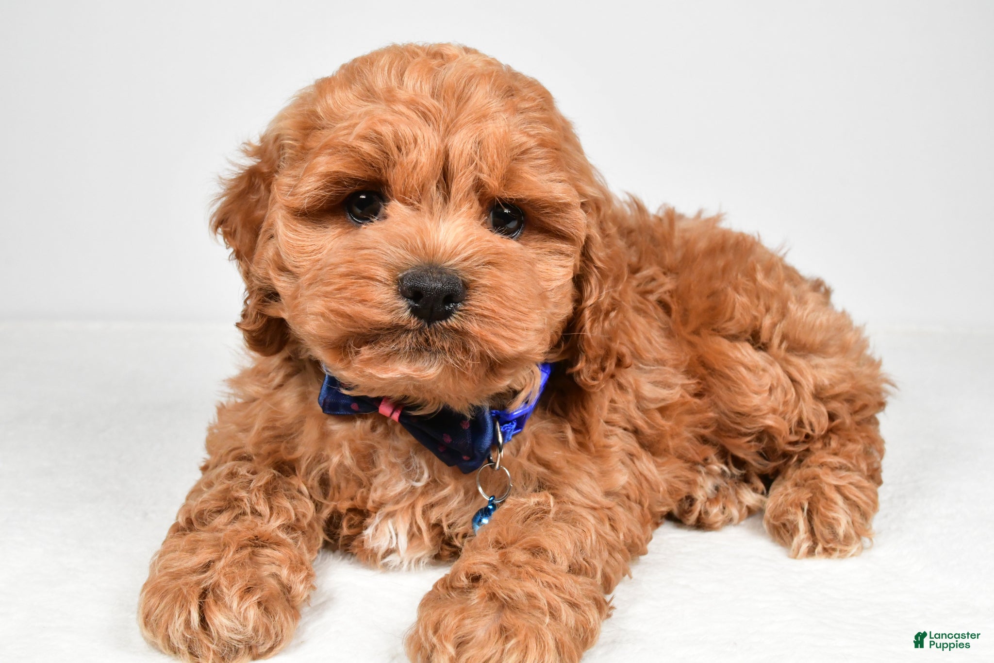 Cockapoo dogs Vince - Ad 1