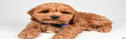 Cockapoo dogs for sale: Vince - Ad 1