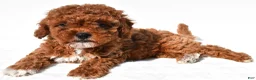 Cavapoo dogs for sale: Polly - Ad 9