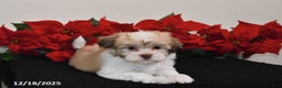 Havanese dogs for sale: Bailey - Ad 3