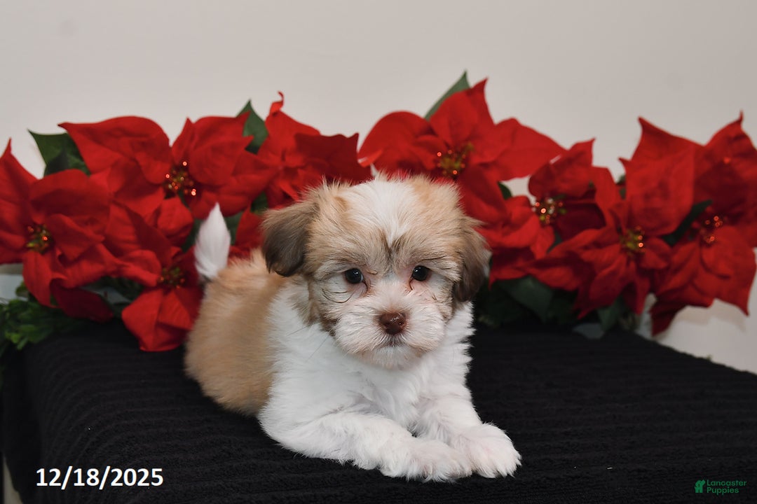 Havanese dogs for sale: Bailey - Ad 3