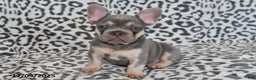 French Bulldog dogs for sale: Love Bug - Ad 4