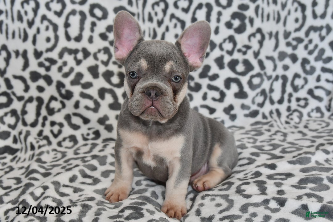 French Bulldog dogs for sale: Love Bug - Ad 4