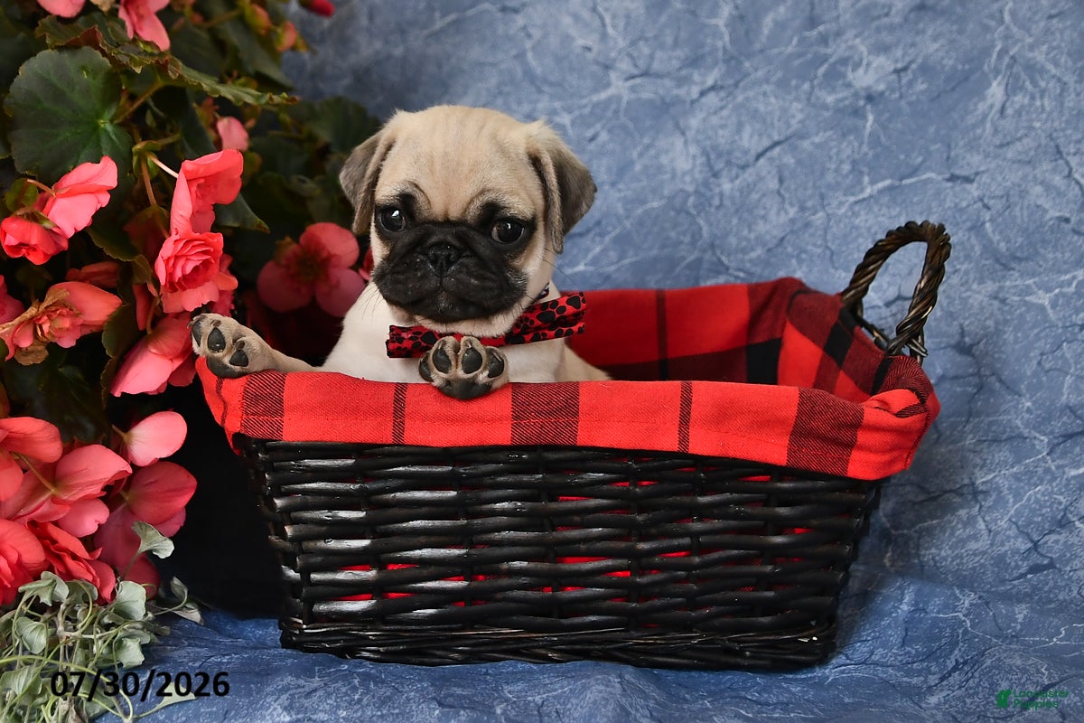 Pug dogs Butch - Ad 1