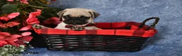 Pug dogs for sale: Butch - Ad 1