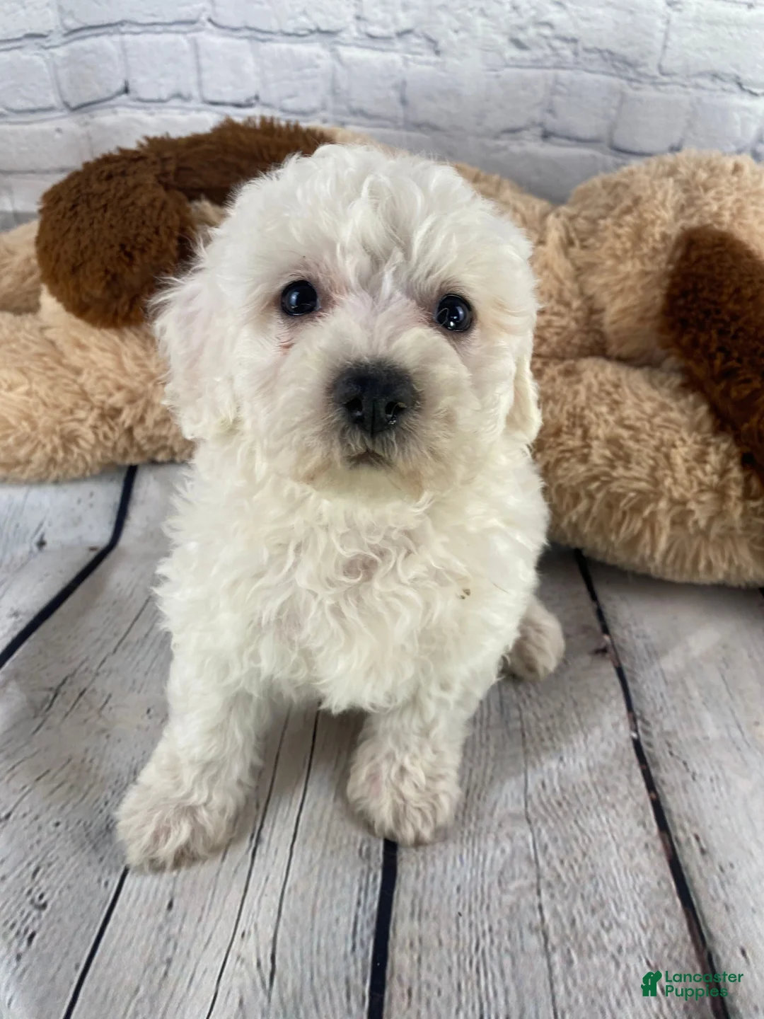 Bichon Frise dogs for sale: Annie - Ad 8