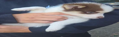 Pomsky, Delivery available 