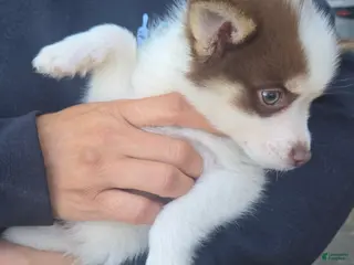 Pomsky dogs Pomsky, Delivery available - Ad 14